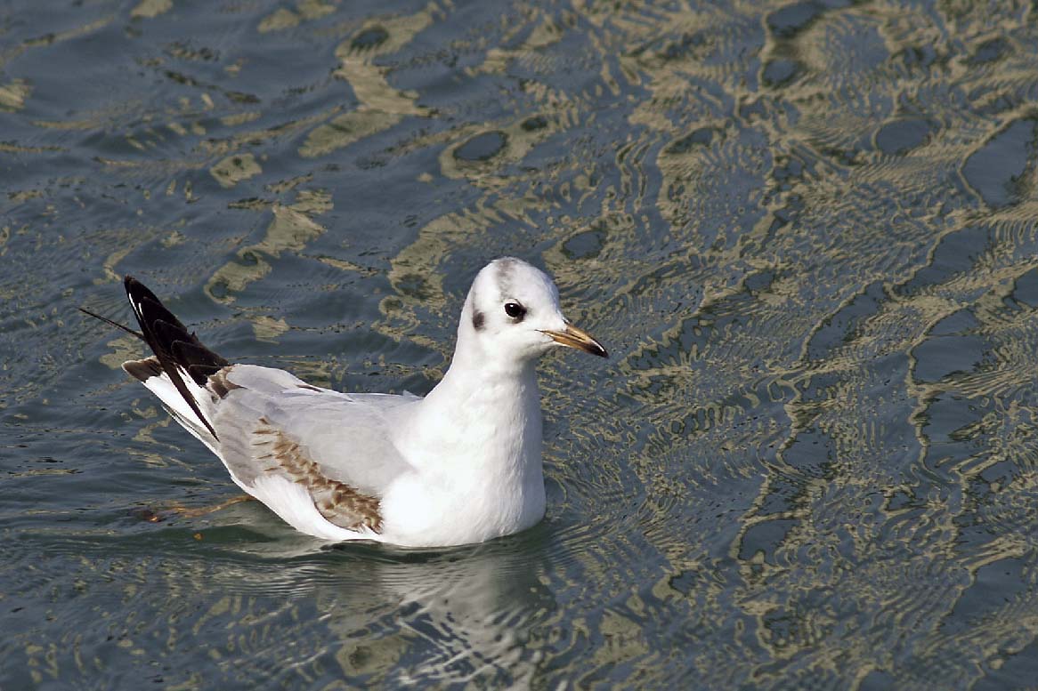 Gabbiano solitario